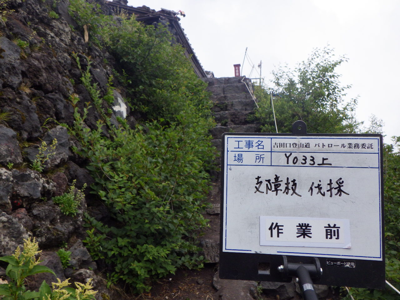 植生除去前の様子